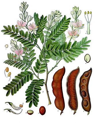 Tamarindo